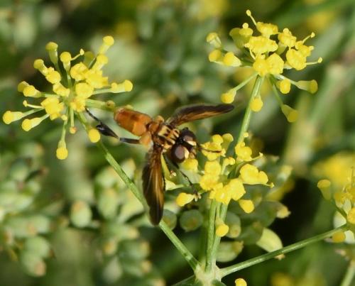 Trichopoda pictipennis